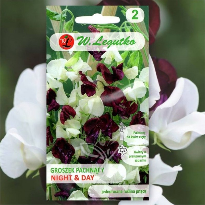 Sweet Pea (Lathyrus Odoratus Night & Day) 40 seeds (#2172)