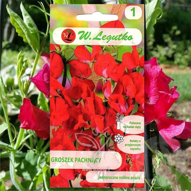 Sweet Pea (Lathyrus Odoratus Red) 30 seeds (#2169)