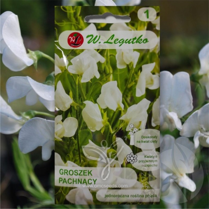 Sweet Pea (Lathyrus Odoratus White) 50 seeds (#2168)