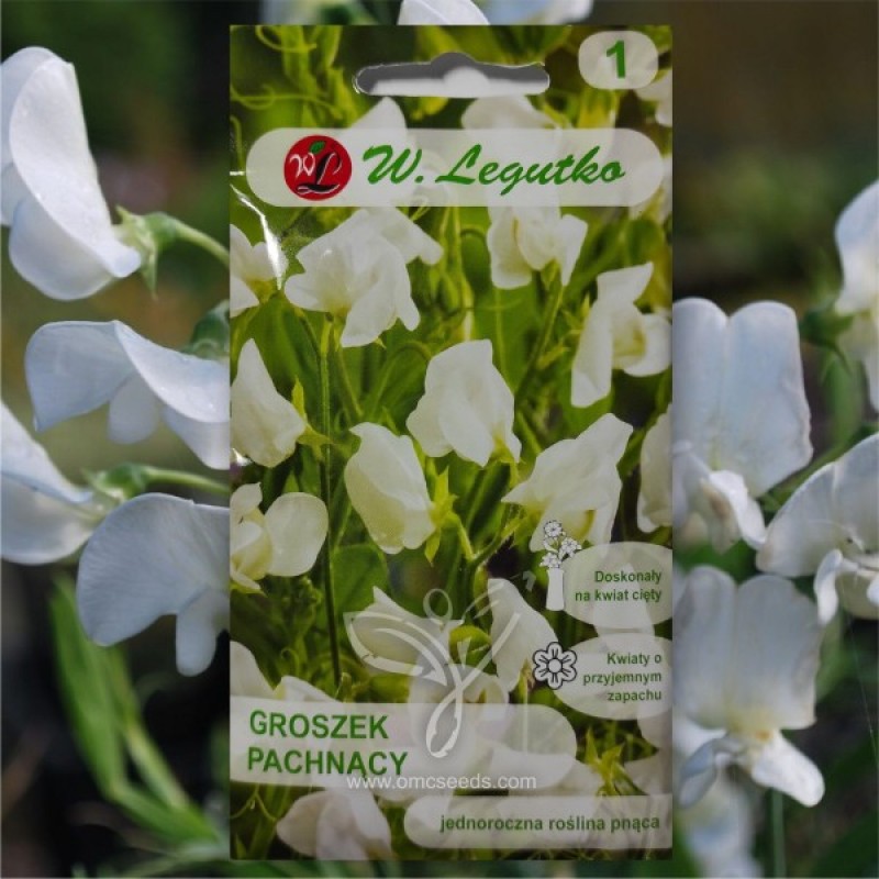 Sweet Pea (Lathyrus Odoratus White) 50 seeds (#2168)