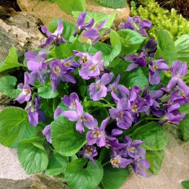 Sweet Violet (Viola Odorata) 30 seeds (#2337)
