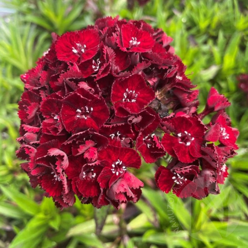 Sweet William (Dianthus Barbatus Scarlet Queen) 300 seeds (#1103)