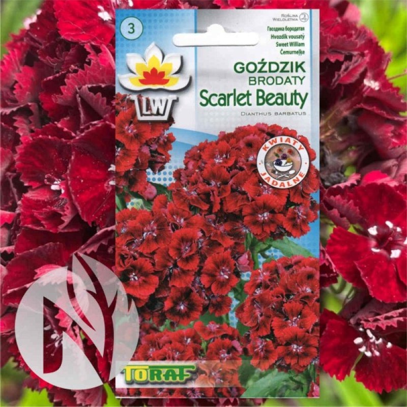 Sweet William (Dianthus Barbatus Scarlet Queen) 300 seeds (#1103)