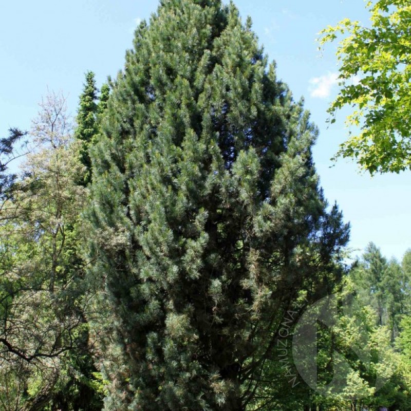 Swiss Stone Pine (Pinus Cembra) 5 seeds (#73)