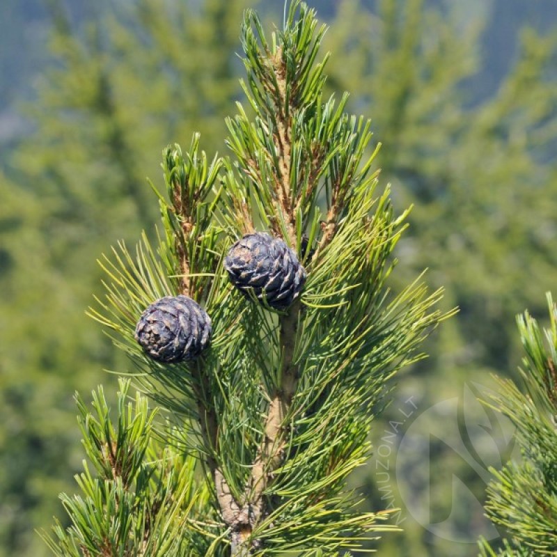 Pušis kedrinė (Pinus Cembra) sėklos - 5 vnt. (#73)
