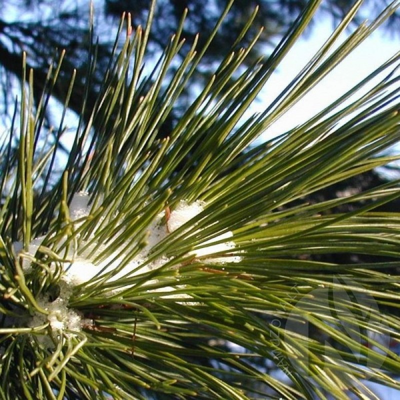 Pušis kedrinė (Pinus Cembra) sėklos - 5 vnt. (#73)