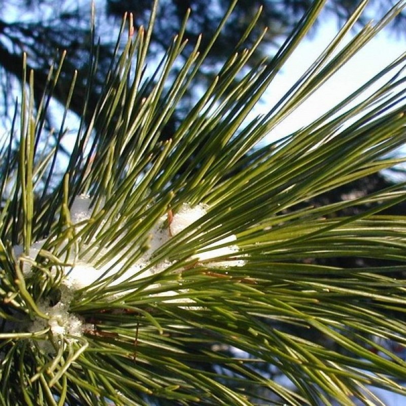 Swiss Stone Pine (Pinus Cembra) 5 seeds (#73)