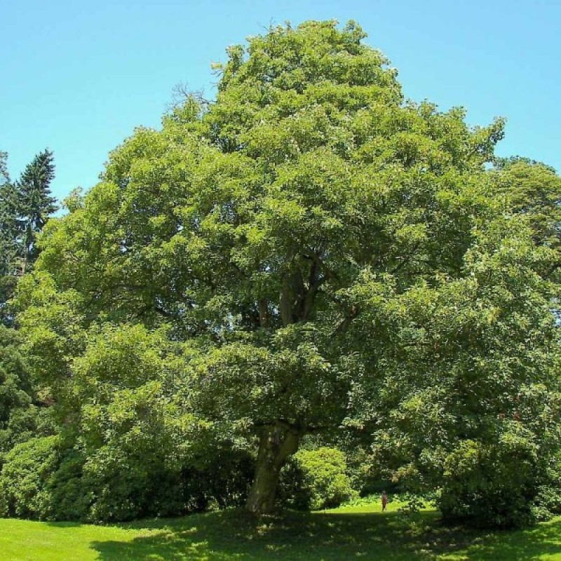 Klevas platanalapis (Acer Pseudoplatanus) sėklos - 10 vnt (#167)