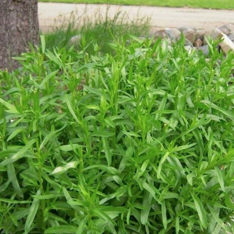 Kietis vaistinis - Peletrūnas (Artemisia Dracunculus) sėklos - 400 vnt (#1149)