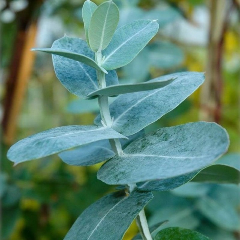 Rutulinis eukaliptas (Eucalyptus Globulus.) sėklos - 10 vnt. (#2302)