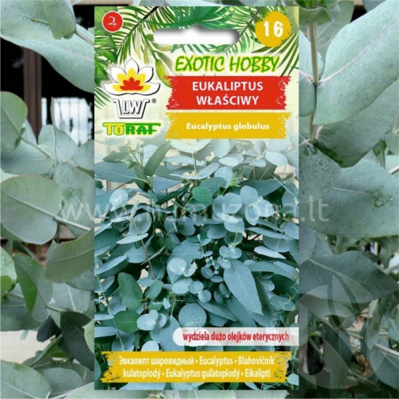 Rutulinis eukaliptas (Eucalyptus Globulus) sėklos - 10 vnt. (#2302)