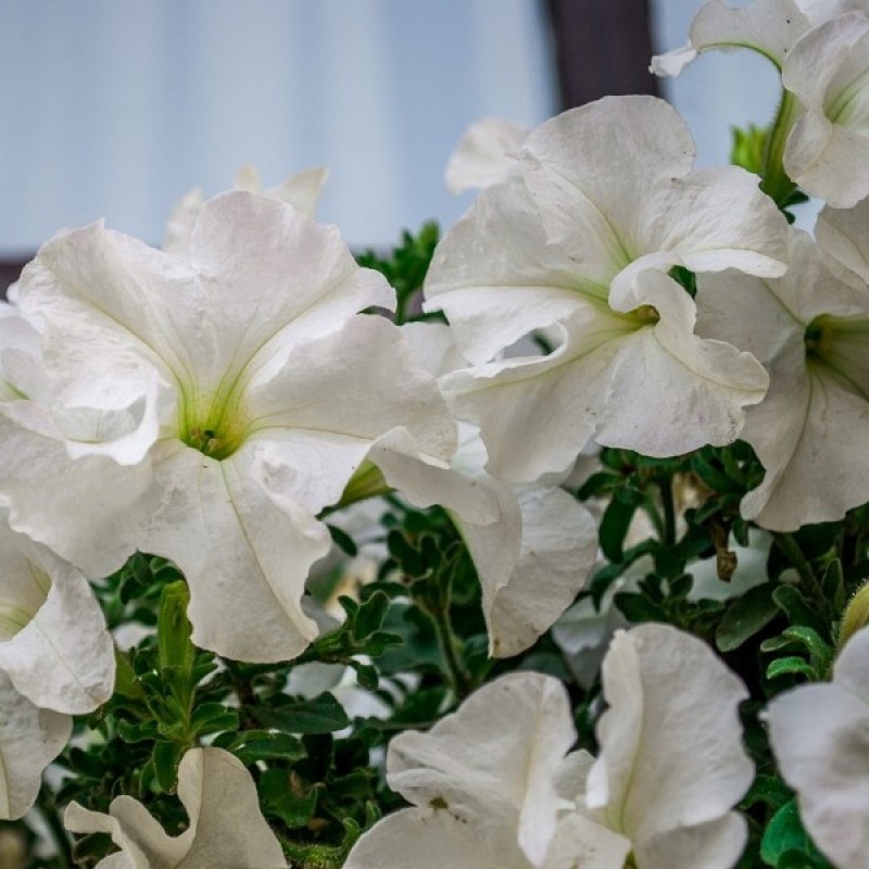 Petunija svyrančioji (Petunia hybrida pendula Cascade balta) sėklos - 50 vnt (#2128)