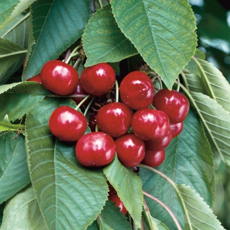 Sweet Cherry (Prunus Avium) 15 seeds