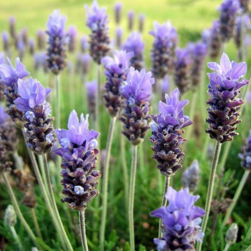 100 Seeds French Lavender