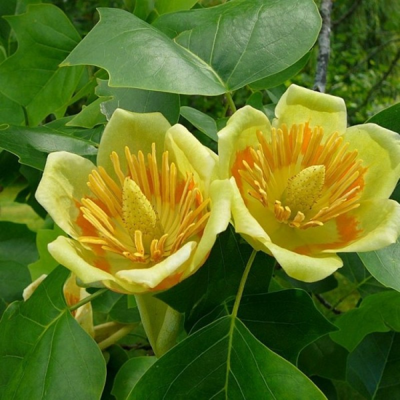 Tulpmedis gelsvažiedis (Liriodendron Tulipifera) sėklos - 20 vnt