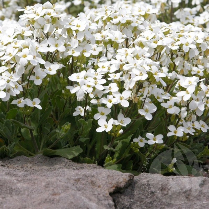 Rock Cress (Arabis Alpina White) 400 seeds (#1883)