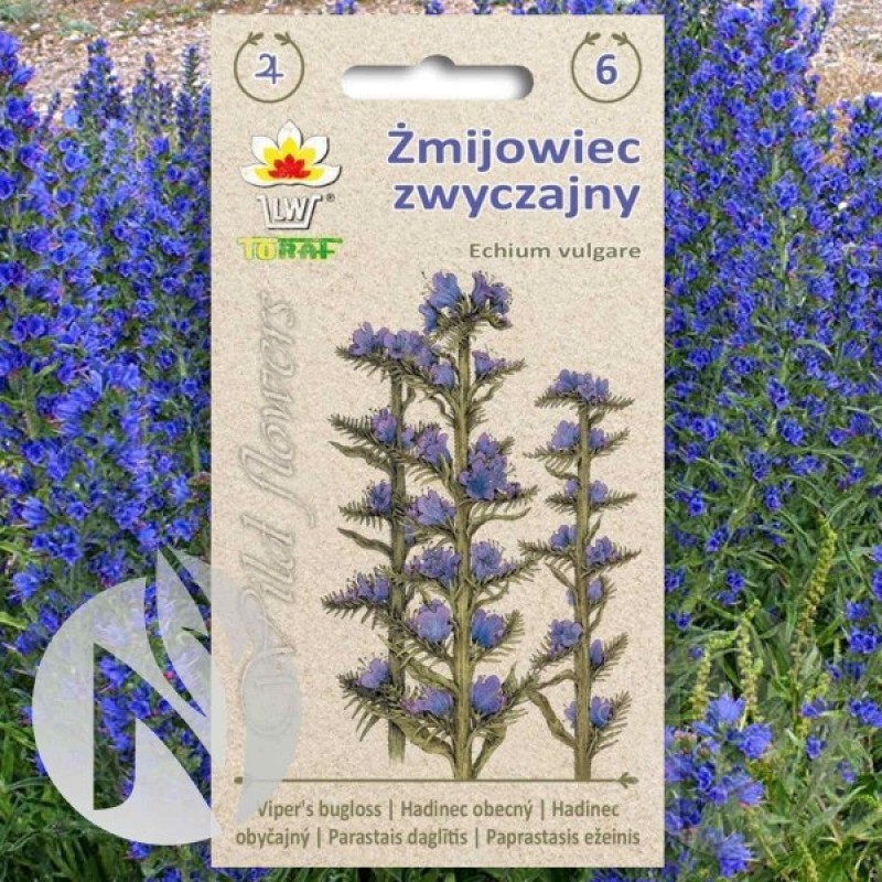 Vipers Bugloss (Echium Vulgare) 200 seeds (#2009)