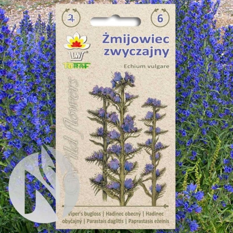 Vipers Bugloss (Echium Vulgare) 200 seeds (#2009)