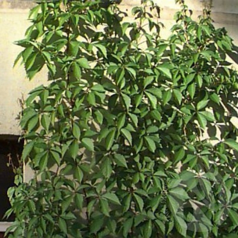 Vinvytis penkialapis (Parthenocissus Quinquefolia) sėklos - 20 vnt (#52)