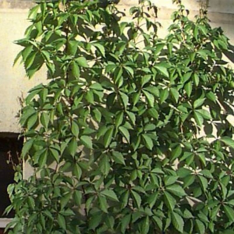 Vinvytis penkialapis (Parthenocissus Quinquefolia) sodinukas