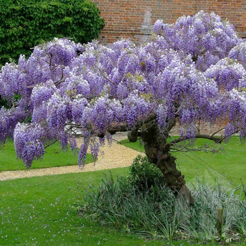 Chinese Blue Wisteria (Wisteria Sinensis) 5 seeds