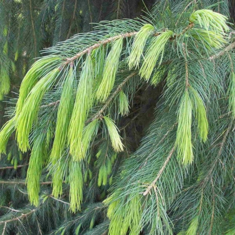 Eglė himalajinė (Picea Morinda smithiana) sėklos - 10 vnt