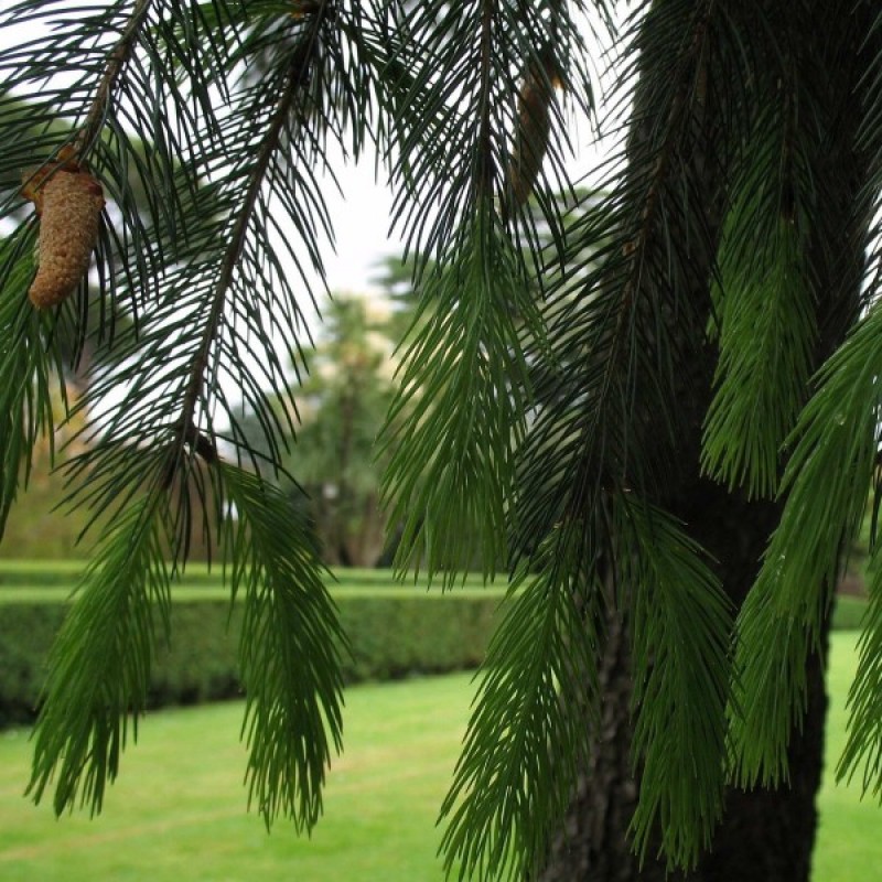 Eglė himalajinė (Picea Morinda smithiana) sėklos - 10 vnt