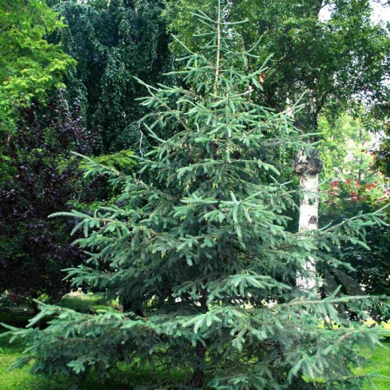 Eglė baltoji (Picea Glauca) sėklos - 30 vnt. (#283)