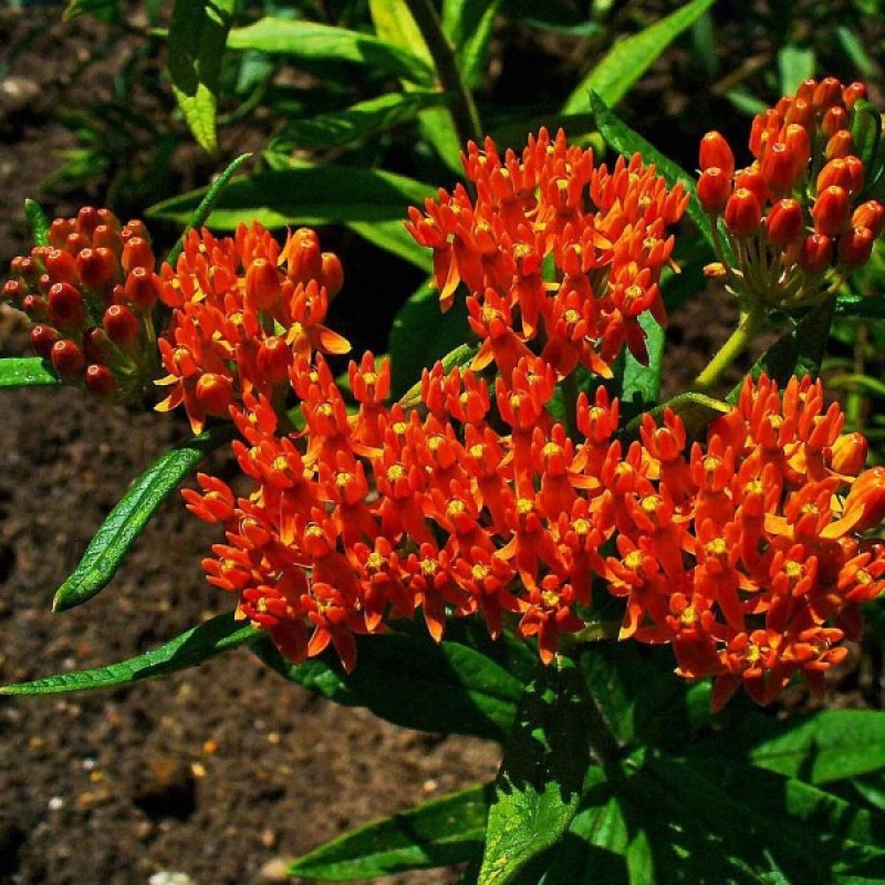 Butterfly Weed (Asclepias Tuberosa) 30 seeds (#1855)