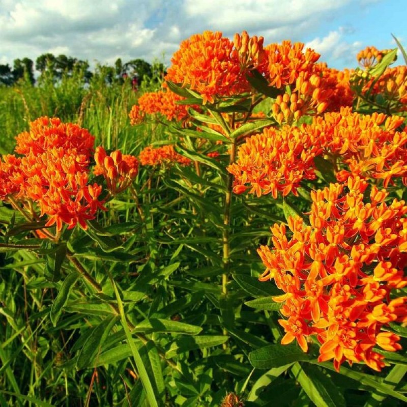 Butterfly Weed (Asclepias Tuberosa) 30 seeds (#1855)