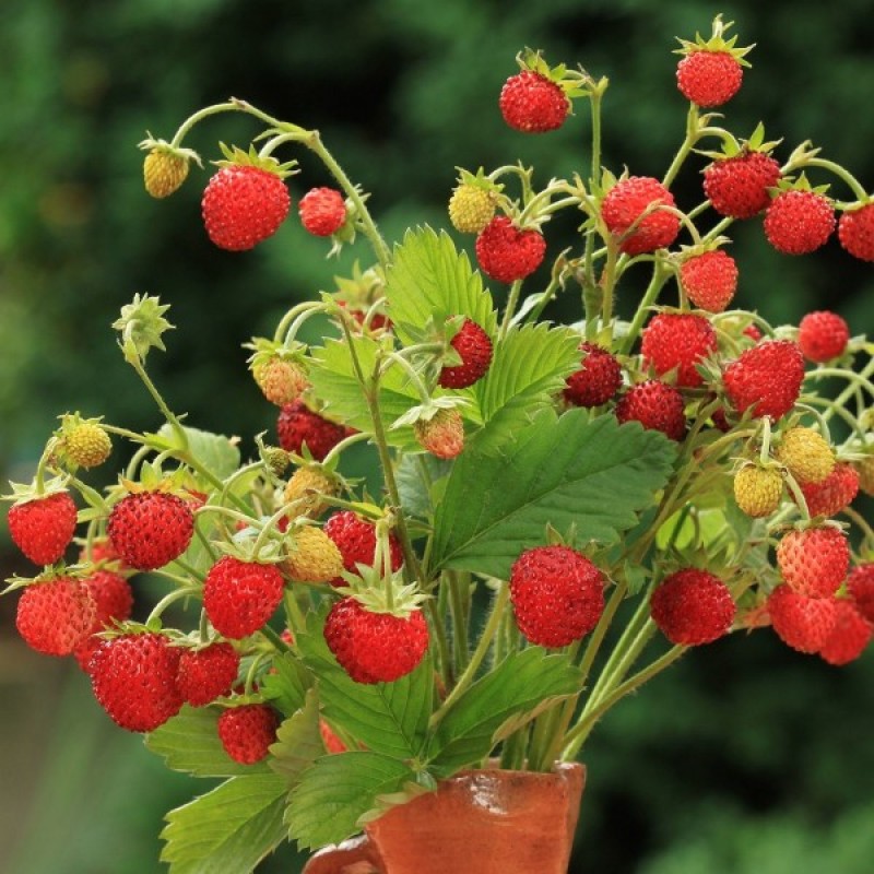 Garden Strawberry (Fragaria x ananassa Tresca) 50 seeds