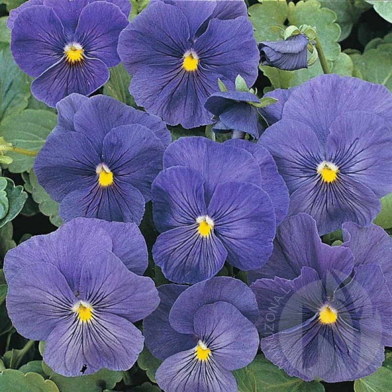Pansy (Viola Wittrockiana Celestial Blue) 300 seeds (#1444)