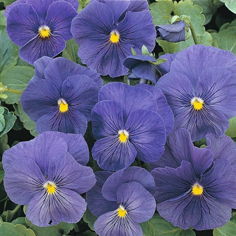 Pansy (Viola Wittrockiana Celestial Blue) 300 seeds (#1444)