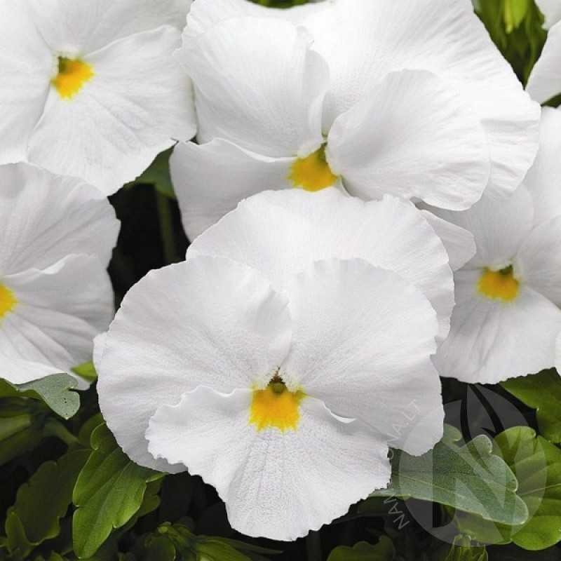 Pansy (Viola Wittrockiana Firnenschnee) 50 seeds (#1621)