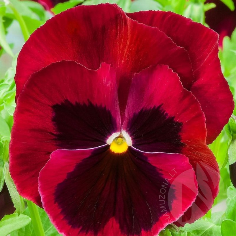 Pansy (Viola Wittrockiana red with blotch) 60 seeds (#1614)