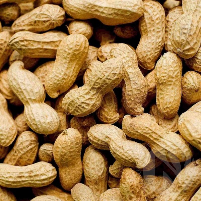 Peanut (Arachis Hypogaea) 4 seeds (#1301)