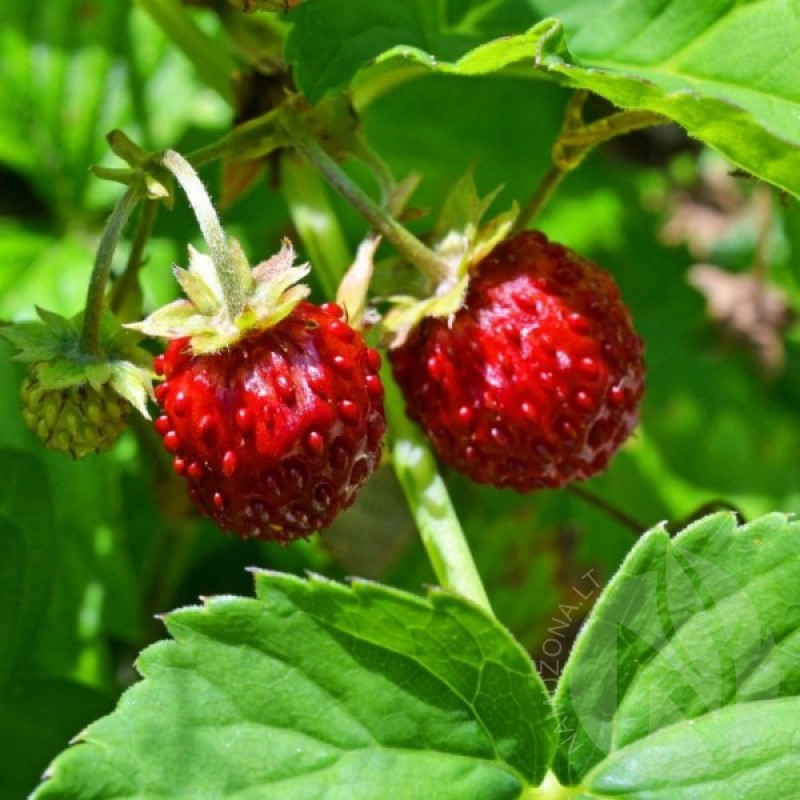 Strawberry (Fragaria Vesca Regina) 150 seeds