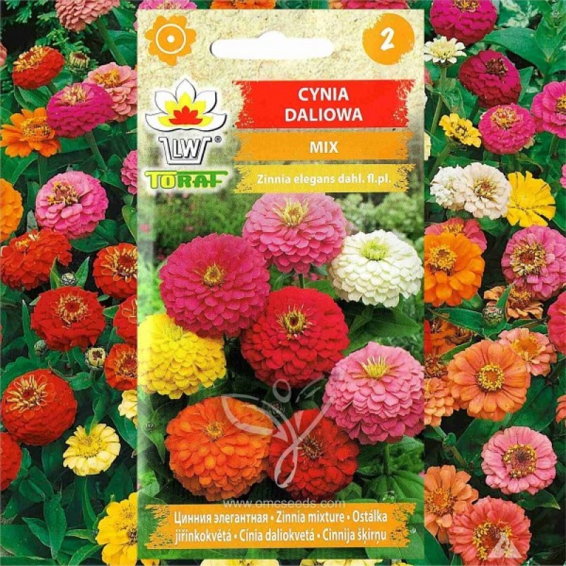 Zinnia (Zinnia Elegans Dahlia mix) 70 seeds (#1624)