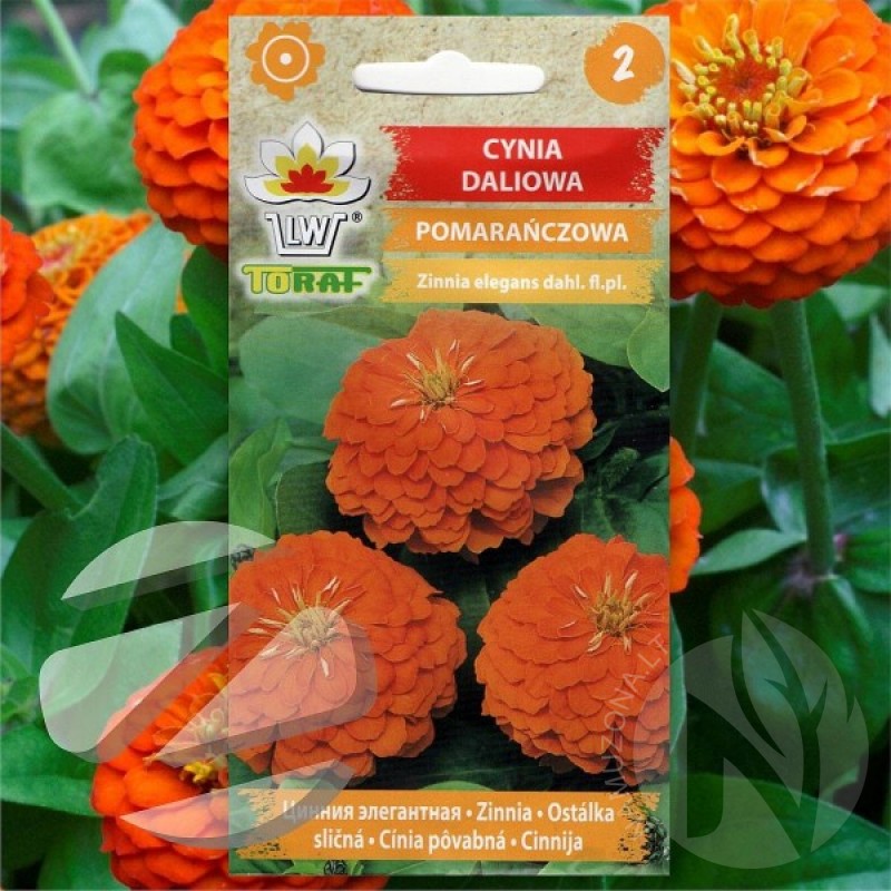 Zinnia (Zinnia Elegans dahliaeflora orange) 40 seeds (#2290)