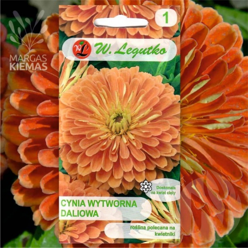 Zinnia (Zinnia Elegans Dahliaeflora Eldorado) 60 seeds (#2389)