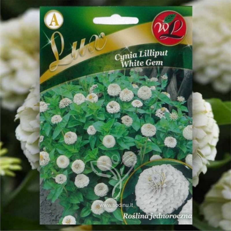 Zinnia (Zinnia Elegans Lilliput White Gem) 50 seeds (#2269)