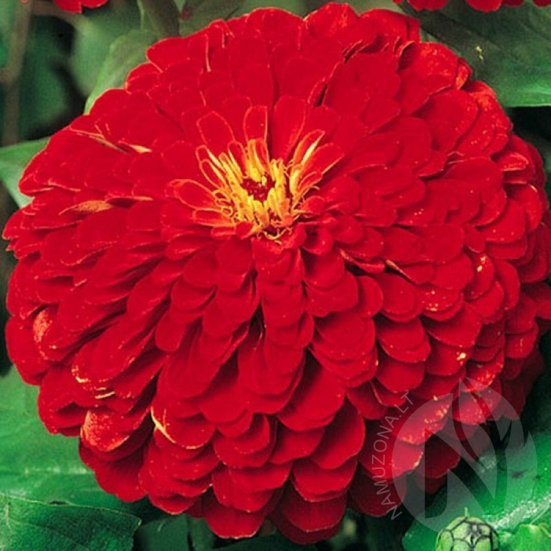 Gvaizdūnė puikioji raudona (Zinnia Elegans  ) sėklos - 60 vnt (#2275)