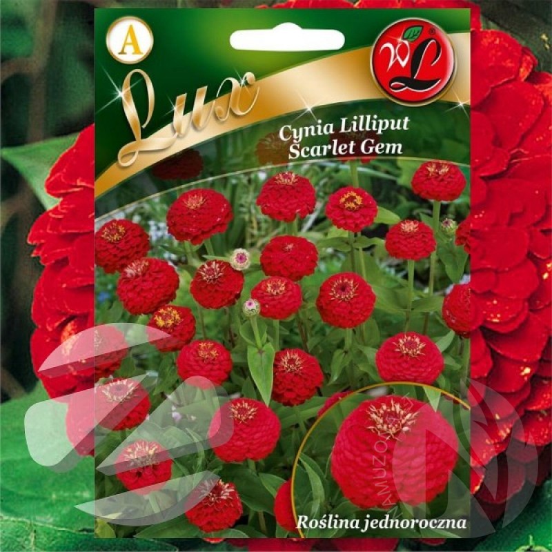 Zinnia (Zinnia Elegans Scarlet Gem) 60 seeds (#2275)
